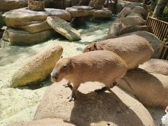 -北京野生动物园