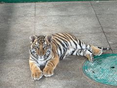 -秦皇岛野生动物园