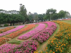 -松山湖梦幻百花洲