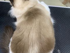 -车接车送·寄养洗护·德文猫舍(大宁店)