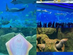 -珠海长隆海洋王国