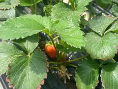 -甜心庄园·甜心草莓采摘园(西青中北店)