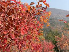 -北京十三陵国家森林公园蟒山景区