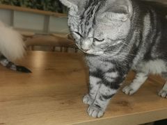 -平行世界·猫咖(首经贸店)