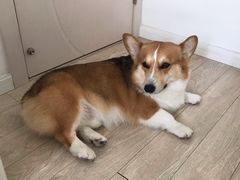 -傲雄叮叮宠物会所(御桥路店)