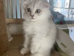 -喵宠乐园·撸猫互动·猫舍