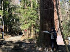 -天目山大树王景区