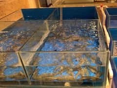 水产区-“香”全日餐厅·株洲大汉希尔顿酒店