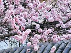 -桃花堤公园