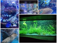 -上海海洋水族馆