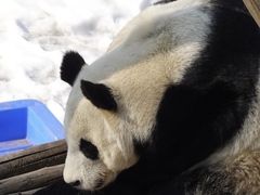 -沈阳森林动物园
