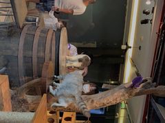 -more than meow吴止猫主题餐厅(承德 中船汇店)