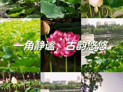 -莲花池公园