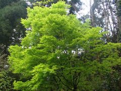 -庐山风景区花径公园