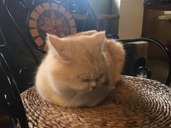 -猫猫幼稚园·撸猫·桌游·电玩