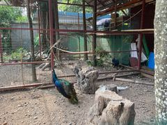 -西双版纳总佛寺