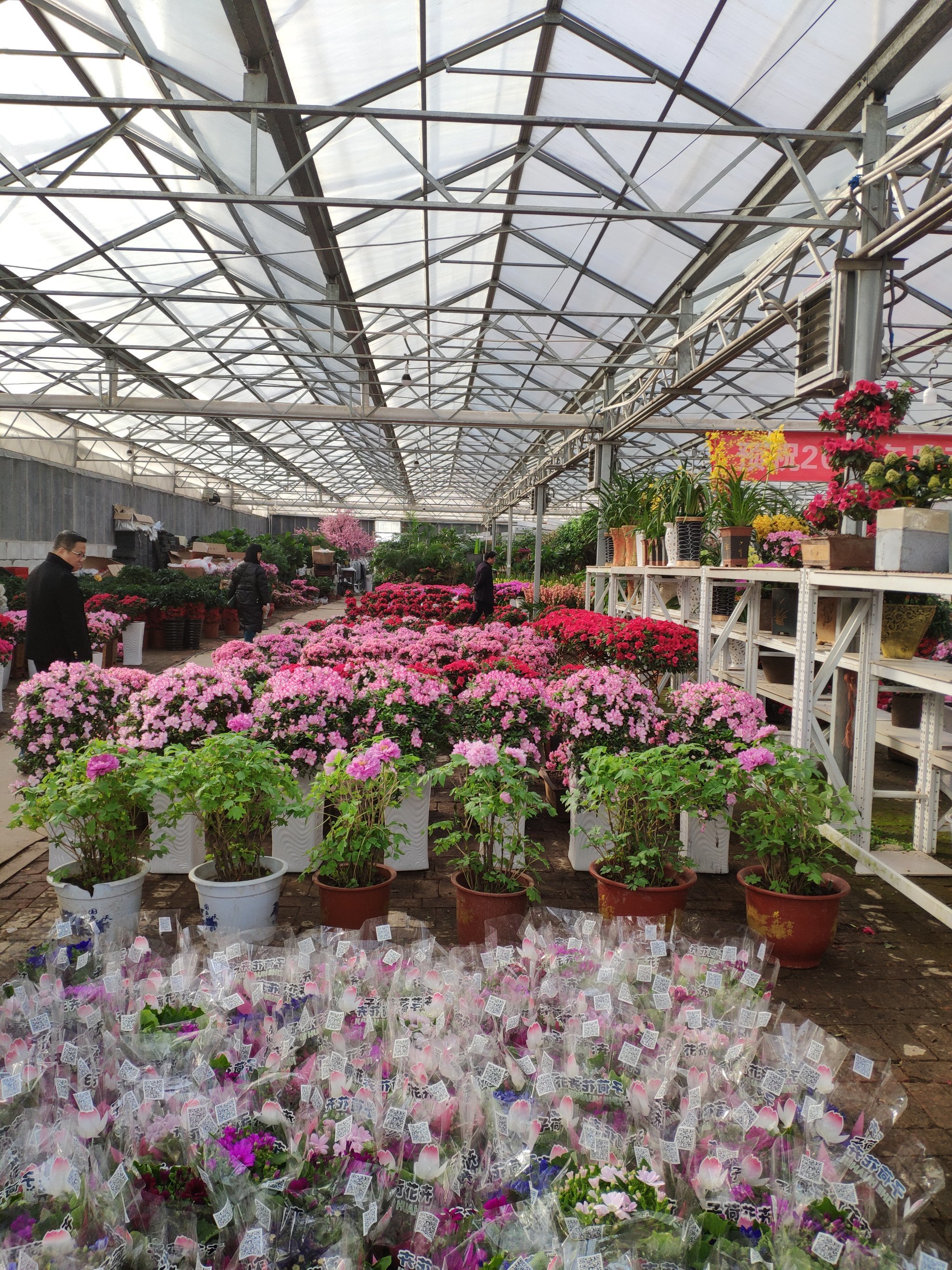 雁锦花卉市场拆了以后