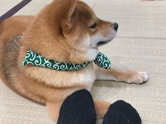 -逗柴咖啡屋·狗咖猫咖宠物桌游