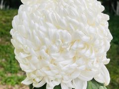 -菊花台公园