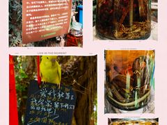 -呀路古热带植物园