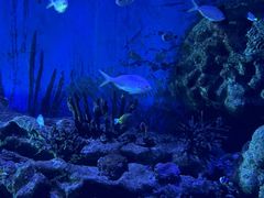-上海海昌海洋公园