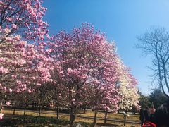 -石家庄市植物园