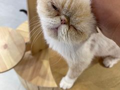 -Heymao猫咖.咖啡厅(东门店)