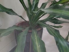 -樱花国际日语(仓山万达中心)