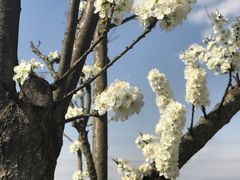 -紫颐香薰山谷景区