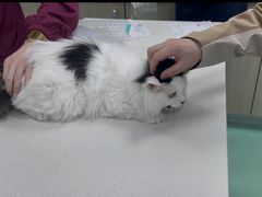 -北京观赏动物医院·24小时大型综合·猫专科·异宠专科