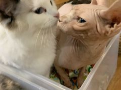 -藦茜花园宠物主题亲子互动体验馆(国顺东路店)