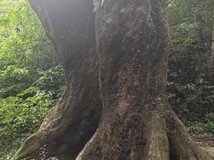 -莫里热带雨林景区