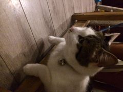海边的猫和咖啡馆-海边的猫和咖啡馆