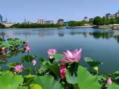 -莲花池公园