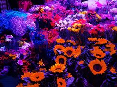 -花鸟鱼虫鲜花绿植市场(玉泉路店)