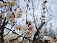 -东升八家郊野公园