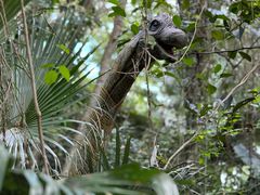 -海南热带野生动植物园