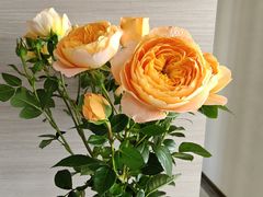 -循礼门鲜花花市(武汉循礼门店)