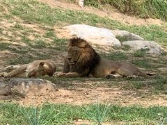 -北京野生动物园