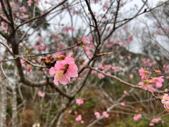 -马峦山郊野公园