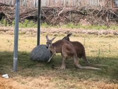 -泉州海丝野生动物世界