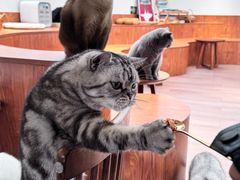 -有猫主题·治愈系猫咖(曾厝垵店)