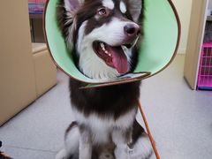 -喜多萌中农锦绣动物医院24H·猫科·牙科MRI·CT