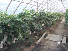 -马陆小张葡萄园农家乐