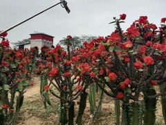 -松山湖梦幻百花洲