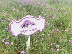 -大塘金香草谷