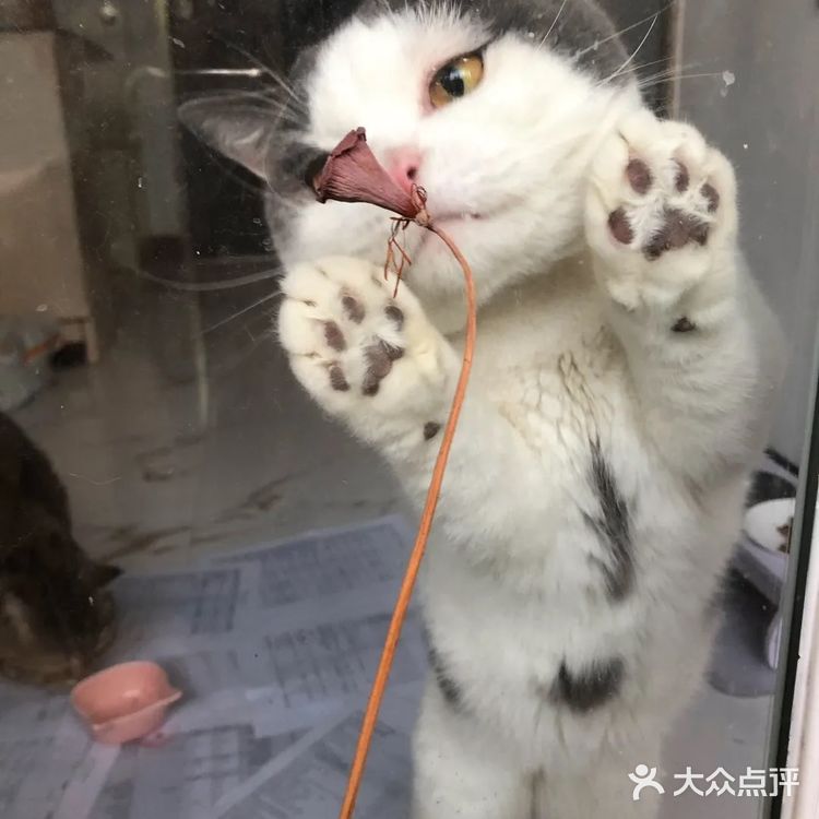 碗莲的简易种植