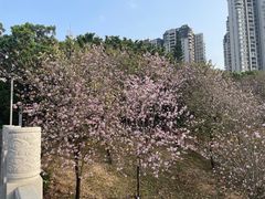 -广东花都湖国家湿地公园