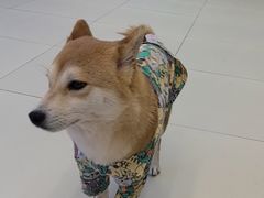 -怪兽屋·羊驼·猫咖·狗咖(俊华广场店)