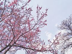 -西安青龙寺遗址景区